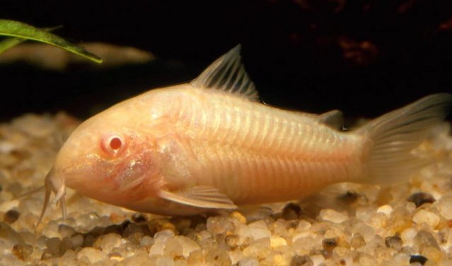 Image 4 of albino corydoras looking for new waters