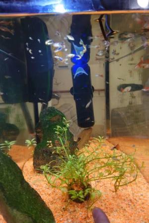 Image 1 of Tropical Fish Tank with Fish
