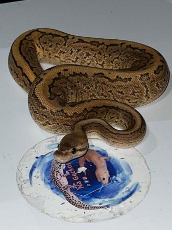 Image 6 of Variety morph ball pythons male & female