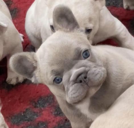 Image 12 of QUALITY TRUE TO TYPE FRENCH BULLDOG PUPPIES