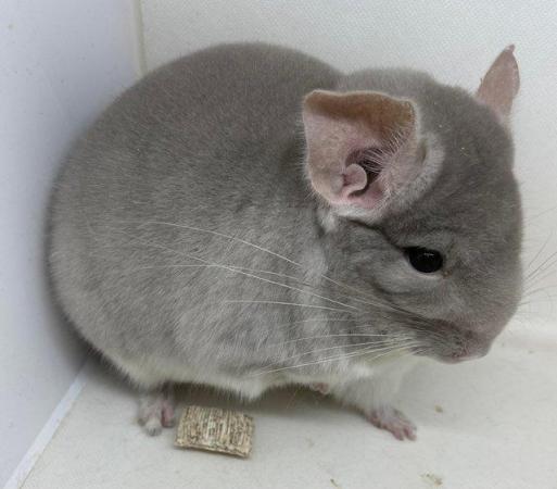 Image 11 of Chinchillas for sale in Staffordshire