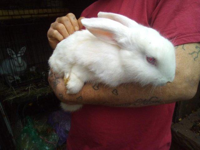 Preview of the first image of New Zealand White Pure Bred Large Rabbits.