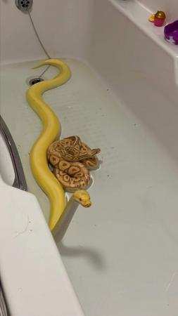 Image 5 of Male banana poss pastel ball python