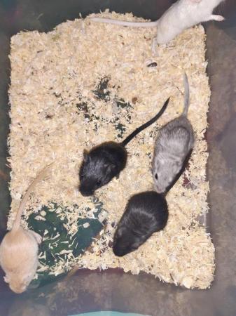 Image 3 of Super friendly gerbils from hobby breeder