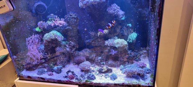 Preview of the first image of Fully loaded reef aquarium, marine, fish, coral, full set up.