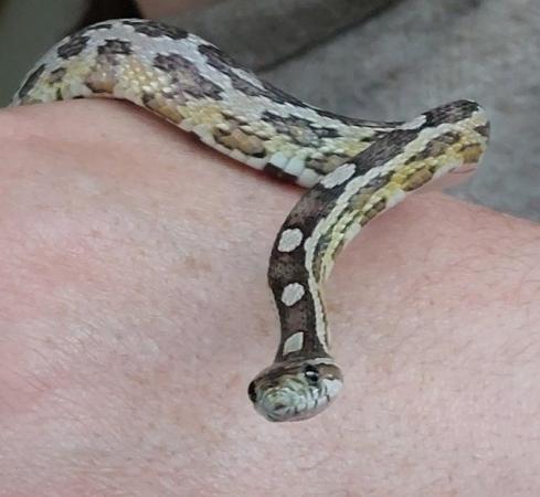 Image 1 of Anery Male corn snake and starter setup for sale