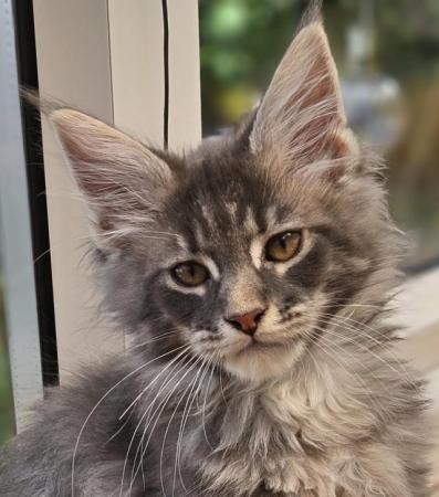 Image 4 of MAINE COON TICA REGISTERED KITTENS FOR SALE