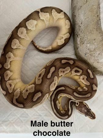 Image 4 of Royal python for sale!!!!