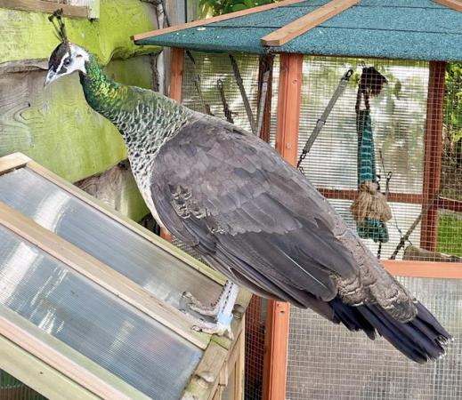Image 2 of Trio of Indian Blue peafowl