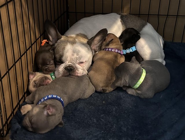 Preview of the first image of Beautiful French bulldogs.