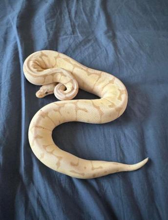 Image 3 of Low price ALL MUST GO Whole collection of ball pythons (8)