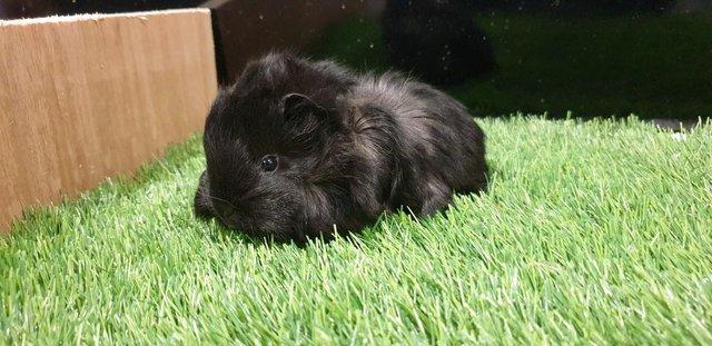 Image 3 of I have for sale sows and boar guinea pigs