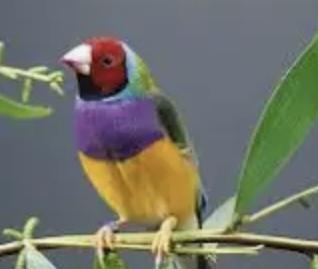 Image 4 of Gouldian Finch red headed cock