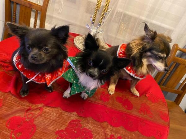 Image 8 of microchipped, 3 long haired chihuahua puppies.