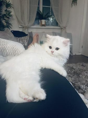 Image 1 of 6 month old fluffy British Longhair