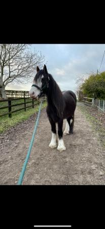 Image 3 of Rising 4 year old cob for sale