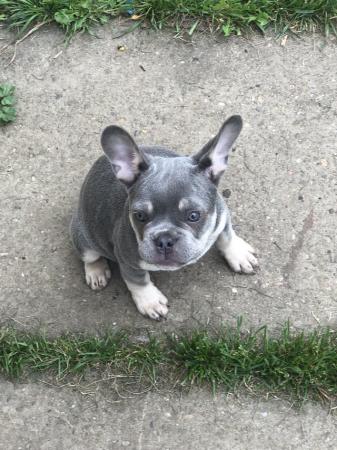 Image 4 of French bulldog puppies boy and girl