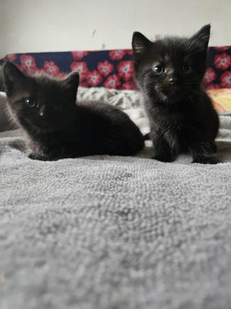 Image 2 of Kittens looking for new home