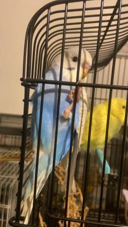 Image 3 of 4 Baby budgie for sale..