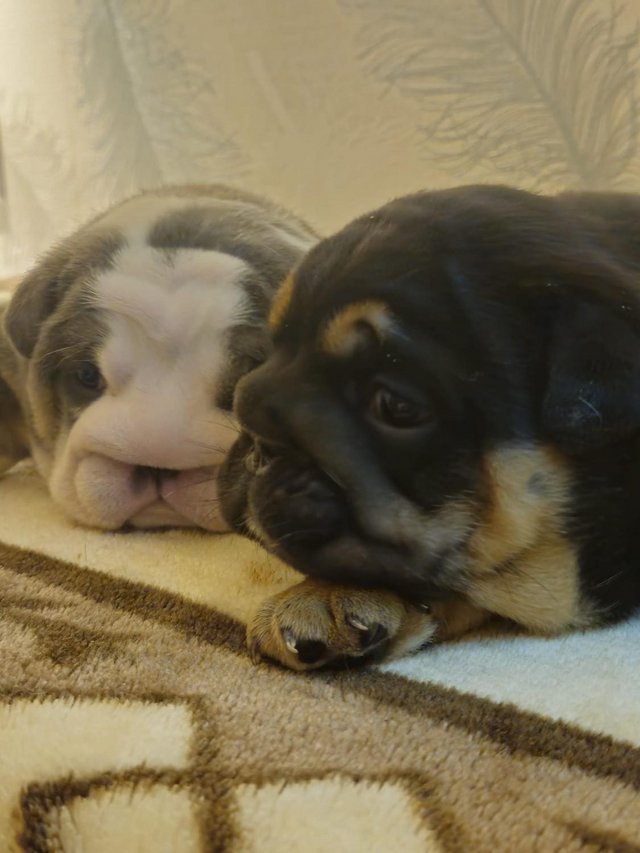 Preview of the first image of English Bulldog Puppies, Blue & Tan, Blue & White For Sale.
