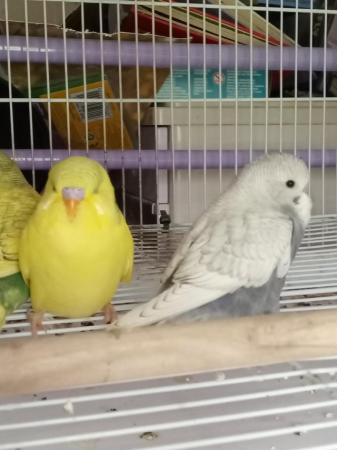Image 5 of Cute, semi tame budgie chicks