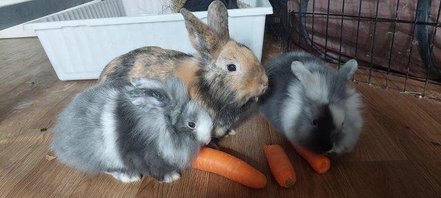 Image 3 of 2 male white & grey lionhead rabbits for sale