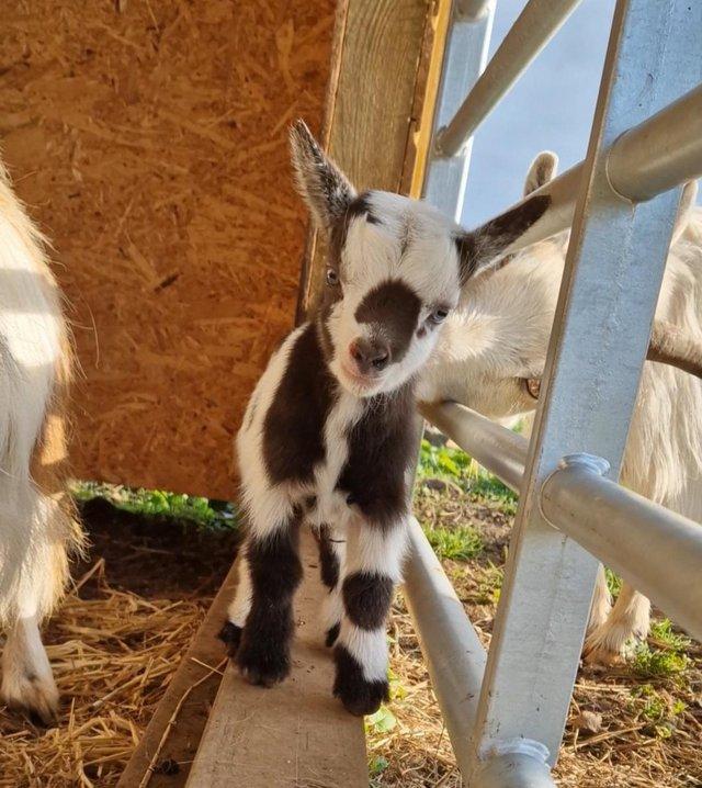 Preview of the first image of Reserve for 2024- Pygmy goats - nanny and wether kids.