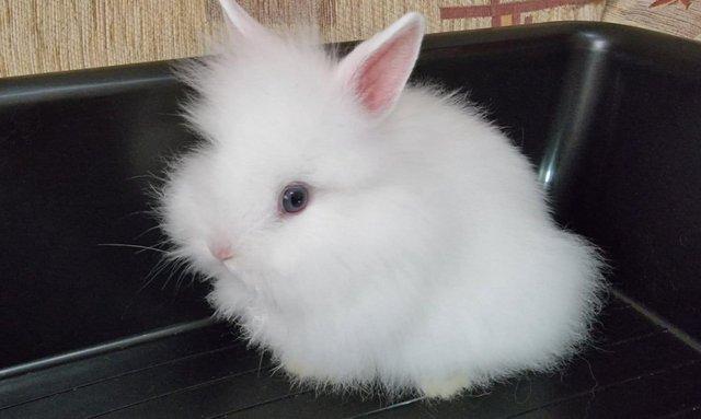 Image 5 of Double maned white Lionhead blue eyes Beautiful Pure bred cr