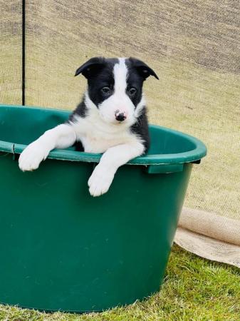 Image 13 of READY NOW One border collie girl puppy !!!