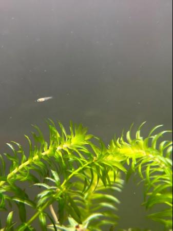 Image 4 of Healthy Guppies 50 for £25