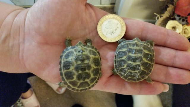 Image 4 of Baby horsefield tortoises with full set up