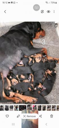 Image 5 of Beautiful chunky rottweiler puppies