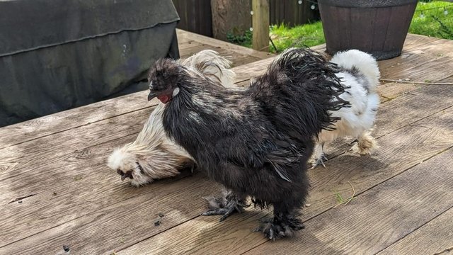 Image 8 of *DEAL* Tame Young Silkie Roosters