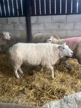 Image 3 of Adult breeding Ram for sale Blue faced Texel x
