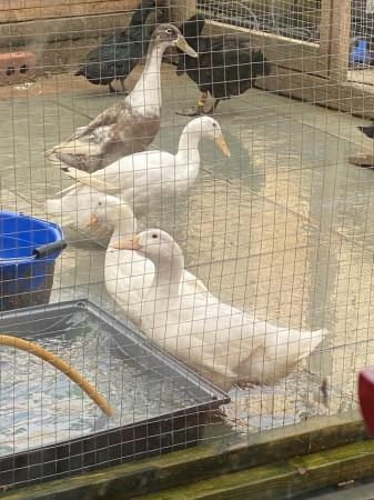 Image 3 of Ducks for sale various breeds