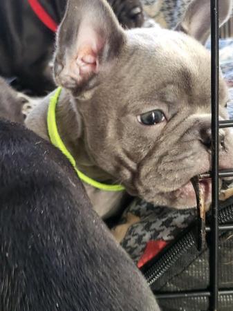 Image 4 of French bulldog pups looking for there forever homest