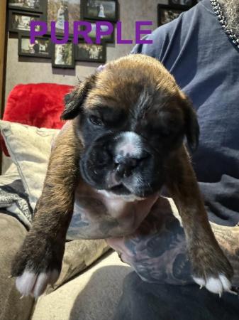 Image 7 of *READY TO LEAVE NOW* KC registered Brindle Boxers