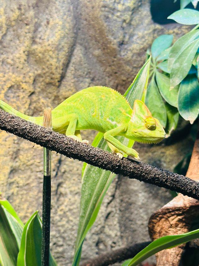 Preview of the first image of 6 month old male veiled chameleon.