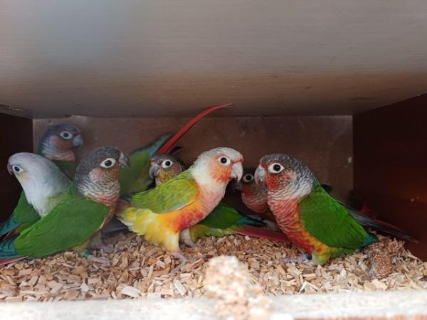 Image 4 of Baby pineapple conures looking for loving homes different mu