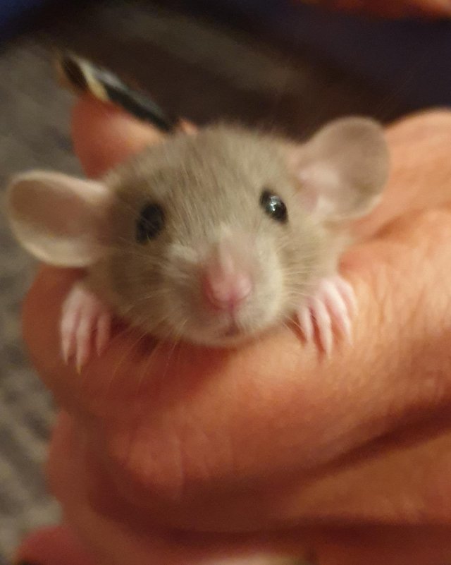 Baby dumbo rats for sale — photo 4 of 4