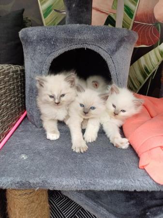 Image 7 of Ragdoll kittens 2 boys available