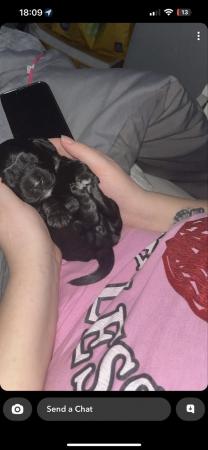 Image 7 of Sprocker puppies mixed litter ** Just 1 female left **