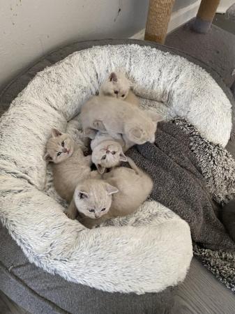 Image 6 of BSH lilac GCCF reg kittens ready soon!!