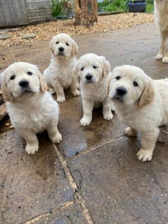 Image 2 of 4 gorgeous golden retriever puppies