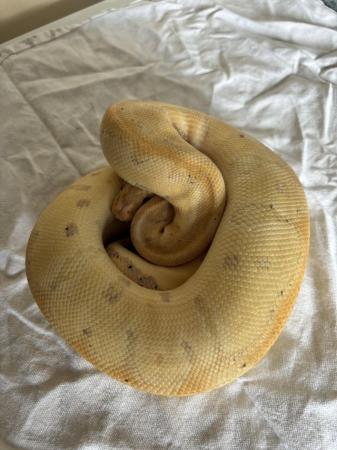 Image 5 of Various royal pythons for sale