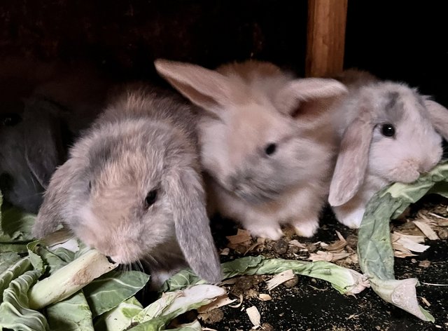 Preview of the first image of 7 wk old mini lop rabbits ready to leave 25/3.