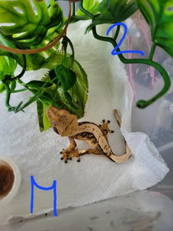 Image 1 of mixed crested geckos available