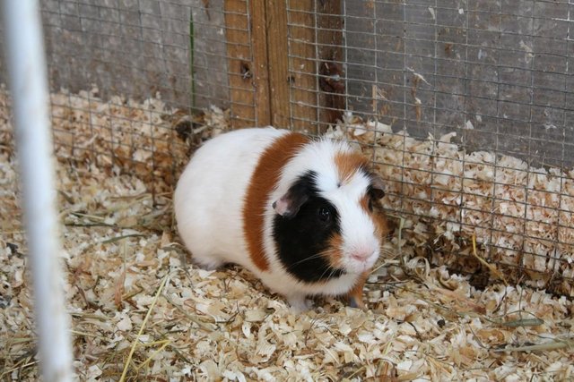 Image 4 of Guinea pigs for adoption