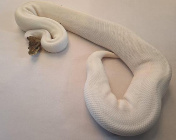 Image 3 of Cinnamon pied royal python female