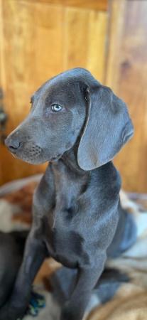 Image 9 of Special home needed Beautiful Blue Weimaraner Puppy